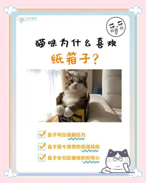 为什么猫喜欢纸箱_如何让猫咪更快乐-第1张图片-星辰妙记