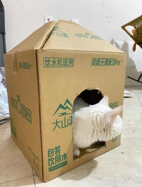 为什么猫喜欢纸箱_如何让猫咪更快乐-第3张图片-星辰妙记