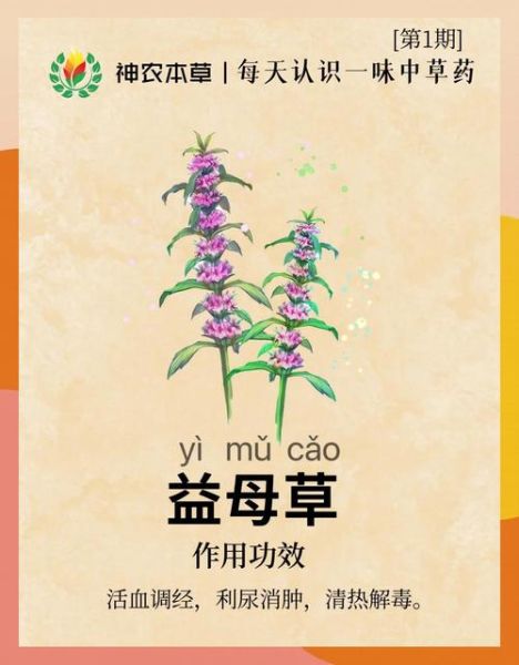 益母草孕妇可以吃吗_孕妇能吃益母草吗-第1张图片-星辰妙记