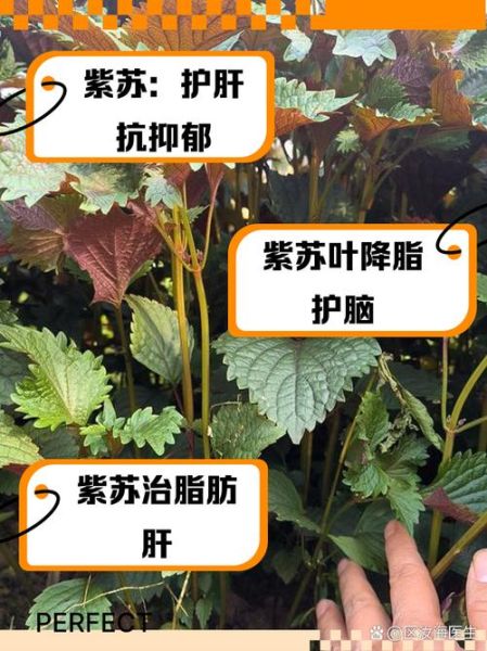 孕妇能吃紫苏叶吗_紫苏叶对孕妇的好处与禁忌-第3张图片-星辰妙记