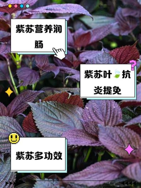 孕妇能吃紫苏叶吗_紫苏叶对孕妇的好处与禁忌-第1张图片-星辰妙记