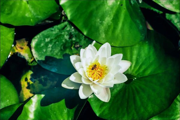 风景镜头怎么拍_风景镜头适合拍什么-第3张图片-星辰妙记