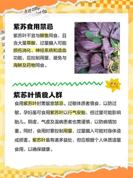 紫苏叶孕妇可以吃吗_紫苏叶孕妇食用禁忌-第1张图片-星辰妙记