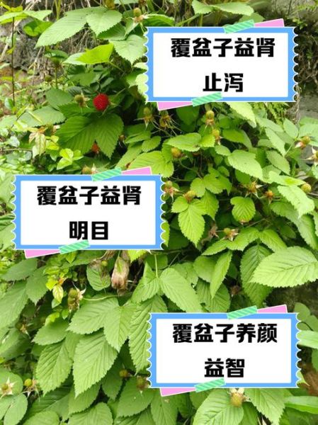 孕妇能吃覆盆子吗_覆盆子对孕妇的好处-第3张图片-星辰妙记