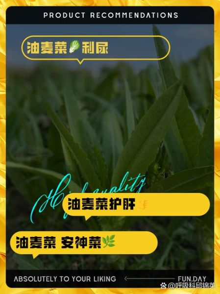 孕妇可以吃油麦菜吗_油麦菜对孕妇的好处-第3张图片-星辰妙记