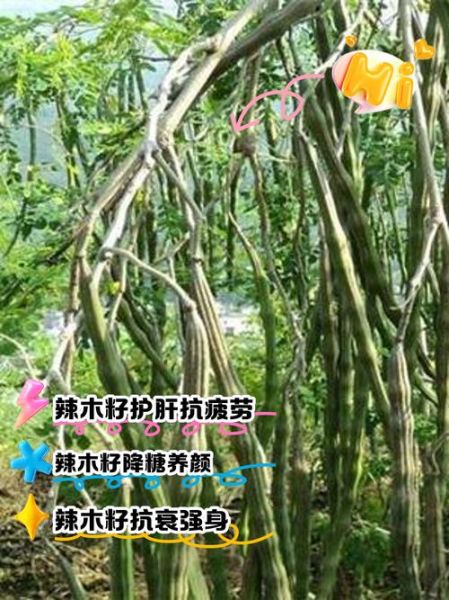 孕妇可以吃辣木籽吗_辣木籽对孕妇的影响-第3张图片-星辰妙记 孕妇可以吃辣木籽吗_辣木籽对孕妇的影响-第3张图片-星辰妙记