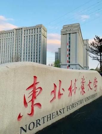 东北林业大学是211还是985_东北林业大学属于什么档次-第1张图片-星辰妙记 东北林业大学是211还是985_东北林业大学属于什么档次-第1张图片-星辰妙记