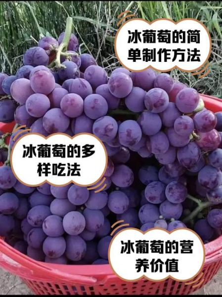 孕妇可以吃冰葡萄吗_冰葡萄对胎儿有影响吗-第1张图片-星辰妙记 孕妇可以吃冰葡萄吗_冰葡萄对胎儿有影响吗-第1张图片-星辰妙记