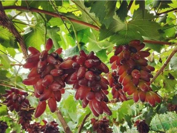 孕妇梦见摘葡萄_胎梦预示生男生女-第1张图片-星辰妙记 孕妇梦见摘葡萄_胎梦预示生男生女-第1张图片-星辰妙记