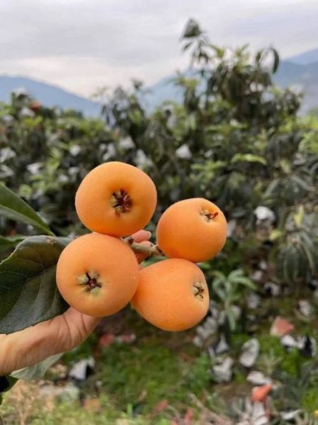 孕妇高血糖能吃枇杷吗_枇杷含糖量高吗-第1张图片-星辰妙记 孕妇高血糖能吃枇杷吗_枇杷含糖量高吗-第1张图片-星辰妙记