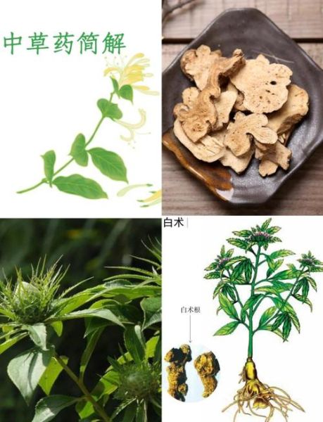 白术孕妇可以吃吗_白术孕妇用量与禁忌-第2张图片-星辰妙记 白术孕妇可以吃吗_白术孕妇用量与禁忌-第2张图片-星辰妙记