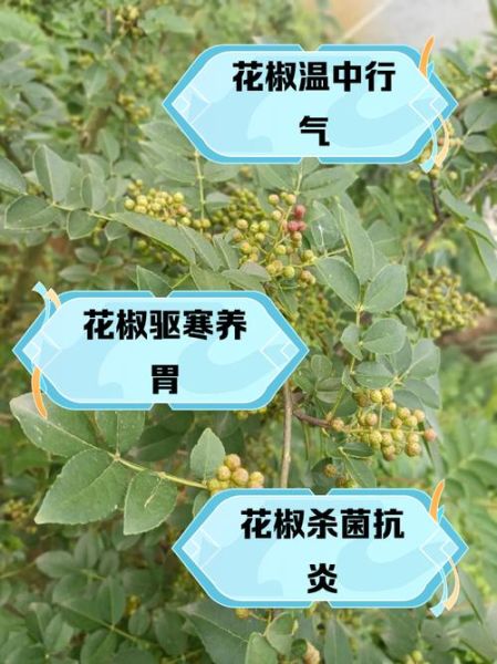 孕妇能吃花椒吗_花椒对孕妇的影响-第1张图片-星辰妙记