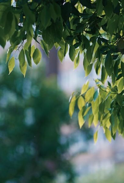 55-200镜头适合拍什么_55-200镜头虚化效果好吗-第2张图片-星辰妙记