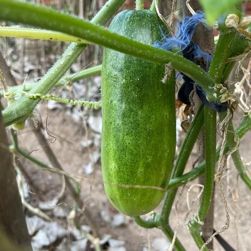 孕妇能吃黄瓜吗_孕期吃黄瓜的注意事项-第1张图片-星辰妙记