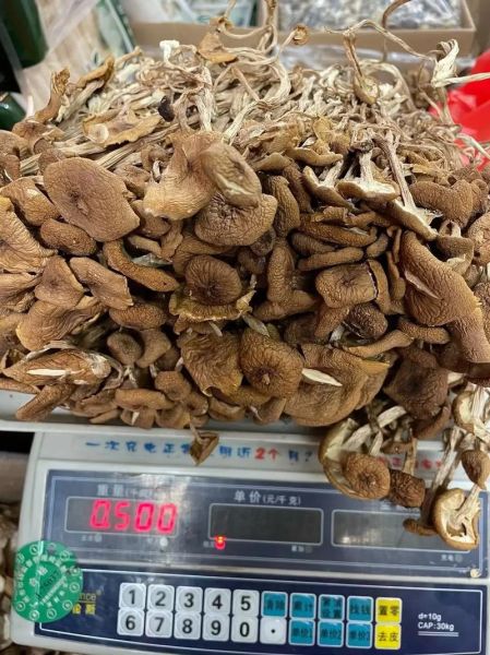 孕妇可以吃茶树菇吗_茶树菇对胎儿好吗-第3张图片-星辰妙记 孕妇可以吃茶树菇吗_茶树菇对胎儿好吗-第3张图片-星辰妙记