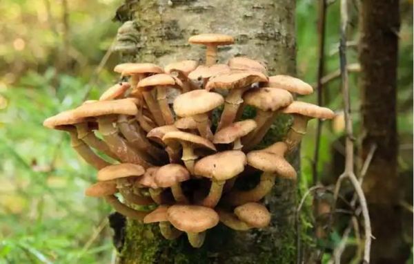 孕妇可以吃茶树菇吗_茶树菇对胎儿好吗-第1张图片-星辰妙记 孕妇可以吃茶树菇吗_茶树菇对胎儿好吗-第1张图片-星辰妙记