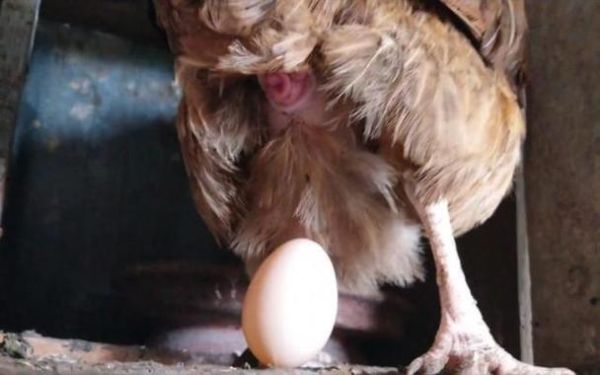 孕妇梦见鸡是什么意思_孕妇梦见鸡生男生女-第2张图片-星辰妙记