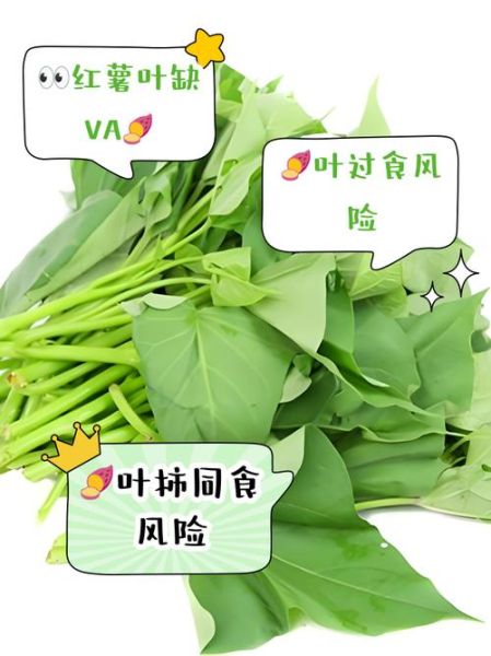 孕妇吃红薯叶对胎儿好吗_红薯叶孕期营养全解析-第2张图片-星辰妙记 孕妇吃红薯叶对胎儿好吗_红薯叶孕期营养全解析-第2张图片-星辰妙记