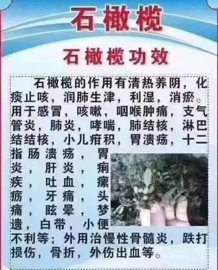 石橄榄孕妇可以吃吗_石橄榄煲汤孕妇能吃吗-第3张图片-星辰妙记 石橄榄孕妇可以吃吗_石橄榄煲汤孕妇能吃吗-第3张图片-星辰妙记