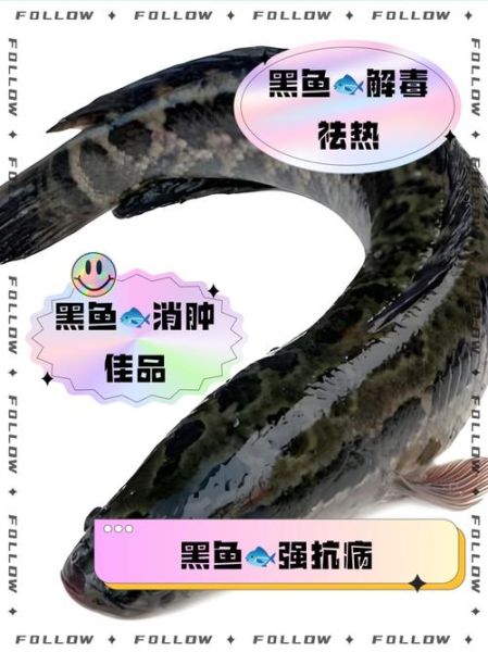 孕妇吃黑鱼对胎儿好吗_黑鱼营养价值-第3张图片-星辰妙记 孕妇吃黑鱼对胎儿好吗_黑鱼营养价值-第3张图片-星辰妙记